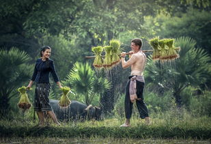 Wutha Sumeeya - Một Bức Họa Đời Thường Của Cuộc Sống